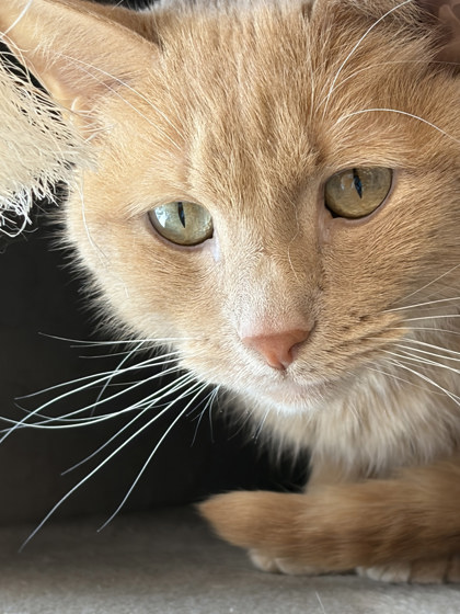 Photo of Dwight (at Smitten Kitten)