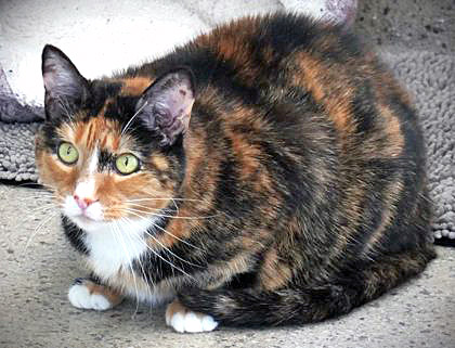 View Bentley (in Foster) the Cat Photo #1