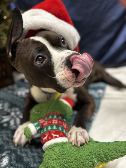 View Reed (In Foster) the Dog Photo #1