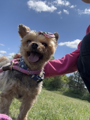 Photo of Stella (in foster)