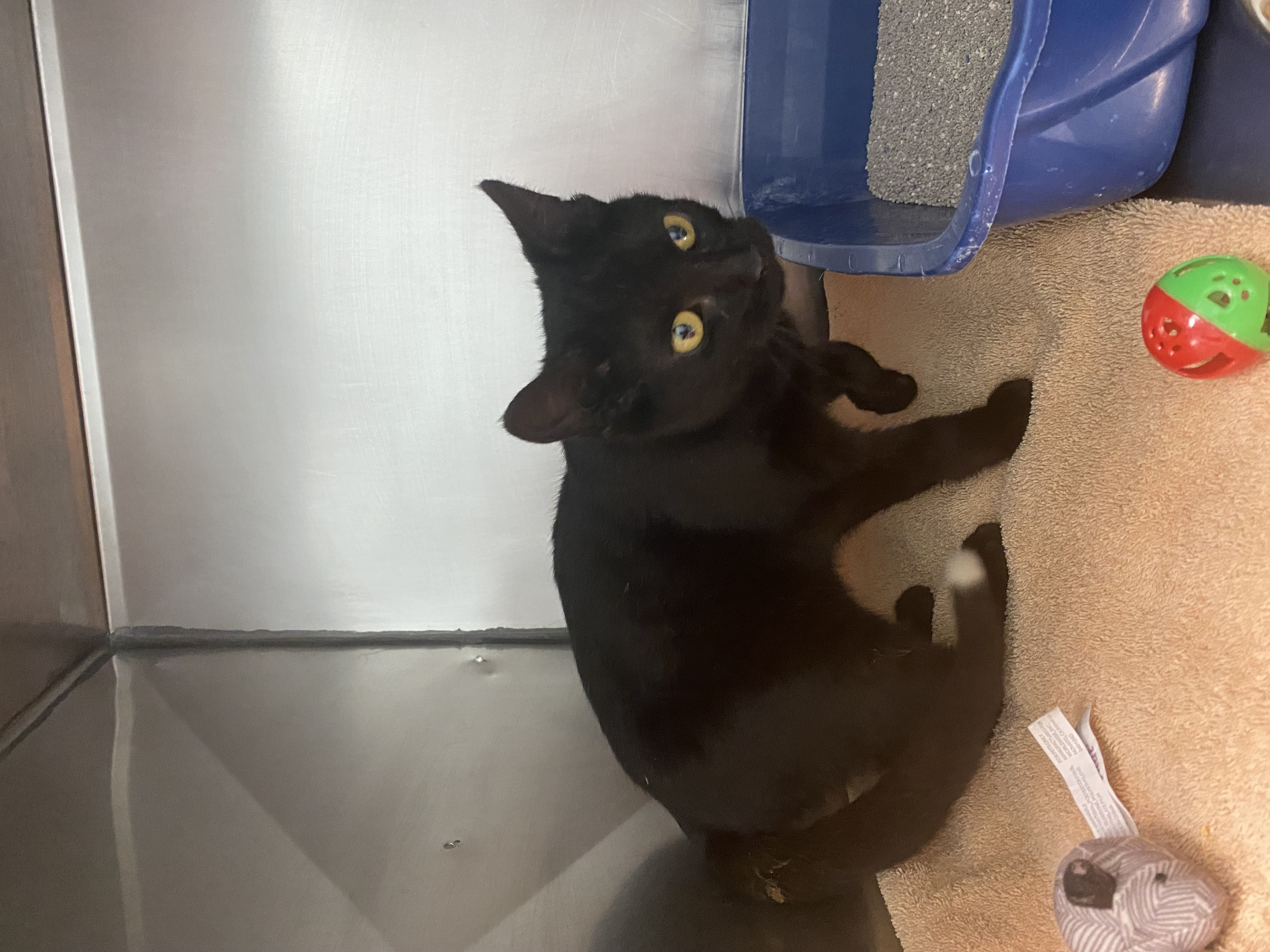 View Blot the Cat Photo #1