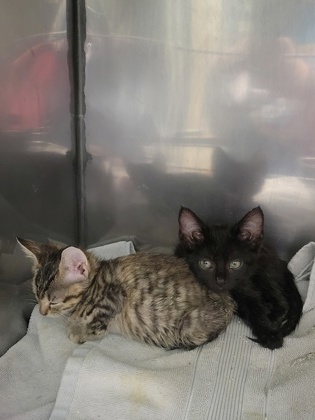 Help Rehome This Cat Cat