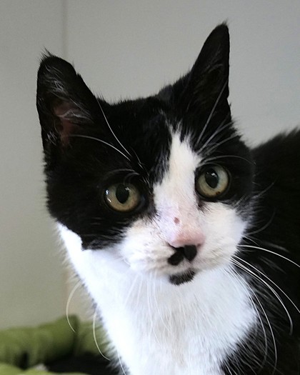 View Wabi-sabi the Cat Photo #1