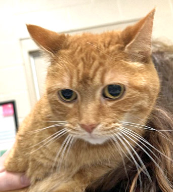 Ginger (Bonded to Spice)