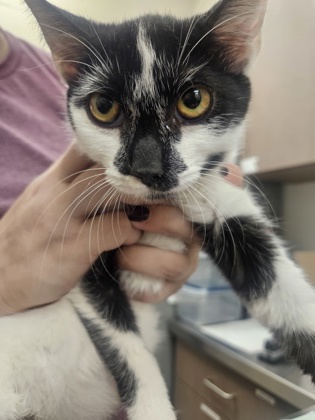 View Akame the Cat Photo #1