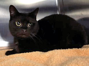 View Mayflower the Cat Photo #1