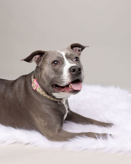 View Miss Sissy (in Foster) the Dog Photo #2