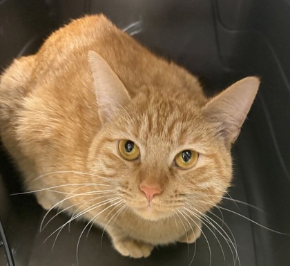 SANGRIA (AT PETSMART) - Domestic Shorthair / Mix available for adoption