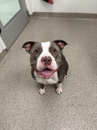Gracie