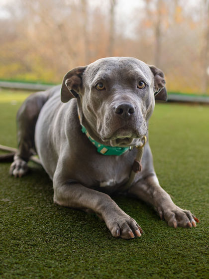 View Trudy Judy the Dog Photo #2