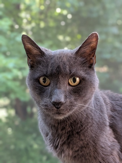ROONEY - Domestic Shorthair / Mix available for adoption