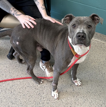 View Tux the Dog Photo #2