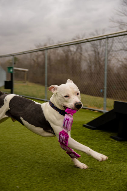 View Dozer (in Foster) the Dog Photo #2