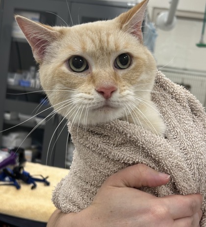 View Care Bear the Cat Photo #1