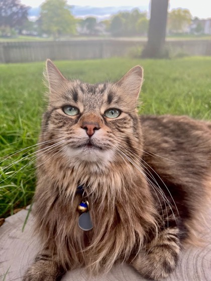 Cat