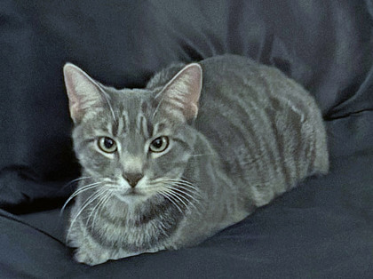 Learn More About Pickles (in Foster)