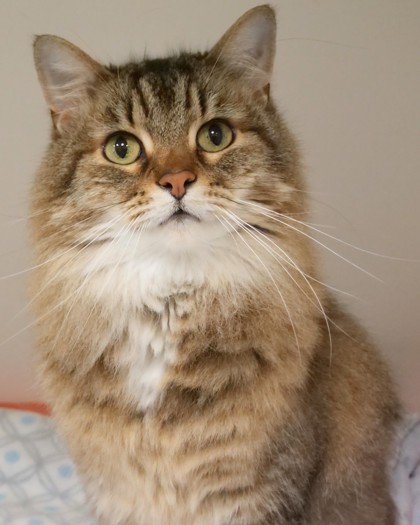 Photo of Peaches