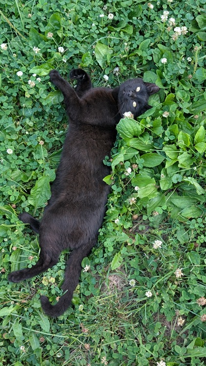 Cat