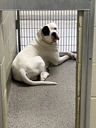 View Chicken Little the Dog Photo #1