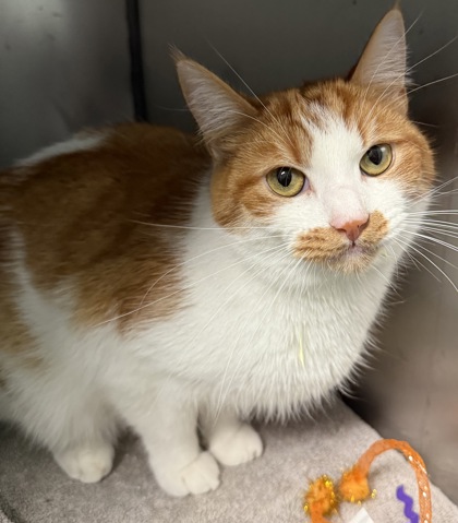 View Levin (at Smitten Kitten) the Cat Photo #1