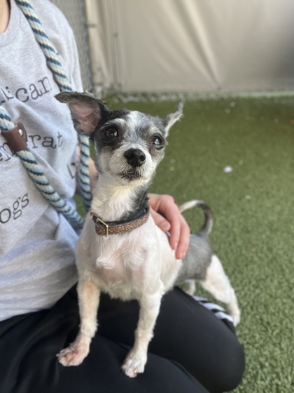 Learn More About Boujee Bear (bonded With Lilly) Photo of Boujee Bear (bonded with Lilly)