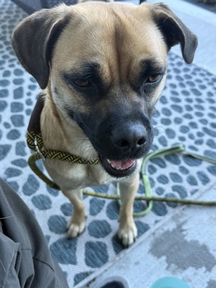 Dog