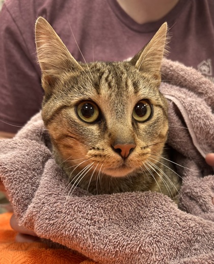 Help Rehome This Cat Cat