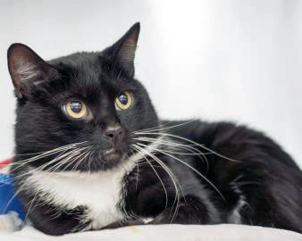 View Morticia (Bonded To Magoo) the Cat Photo #1