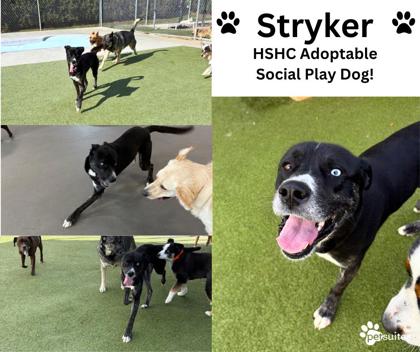 View Stryker (in Foster) the Dog Photo #2