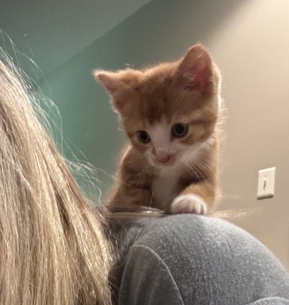 Learn More About Mischief Mischief
