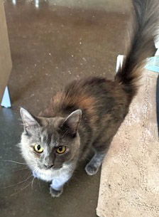 View Celine the Cat Photo #2