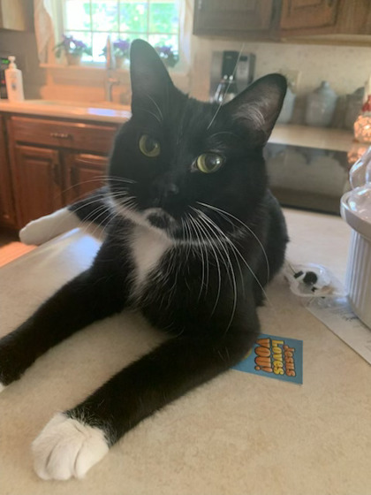 Cat