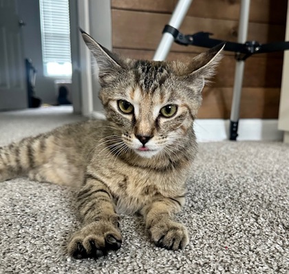 View Nala the Cat Photo #2