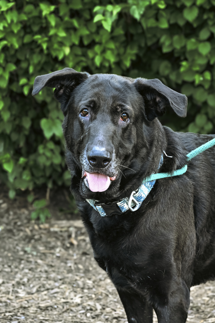 Photo of Kenobi (in Foster)