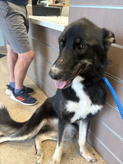 Help Rehome This Dog Dog