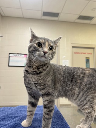 NESTA (AT PETSMART) - Domestic Shorthair / Mix available for adoption