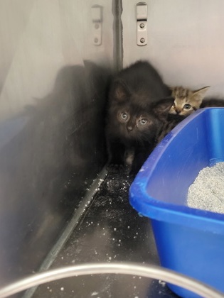 Help Rehome This Cat Cat