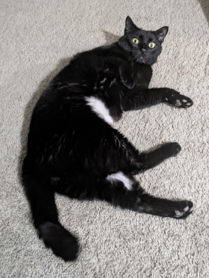 View Leon the Cat Photo #1