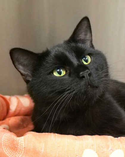 View Roger the Cat Photo #1