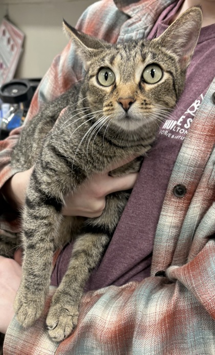 View Tiamat (at Smitten Kitten) the Cat Photo #1