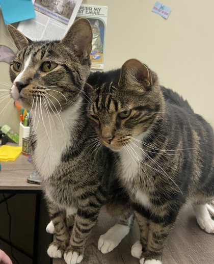View Oakley (bonded To Oliver Dean) the Cat Photo #2