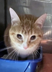 View Sherbet (at PetSmart) the Cat Photo #2