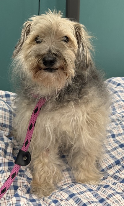 View Miso (in Foster) the Dog Photo #1