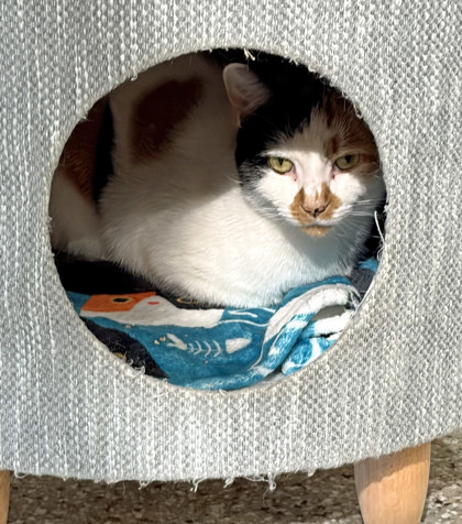 View Polk-a-dot (at Smitten Kitten) the Cat Photo #3