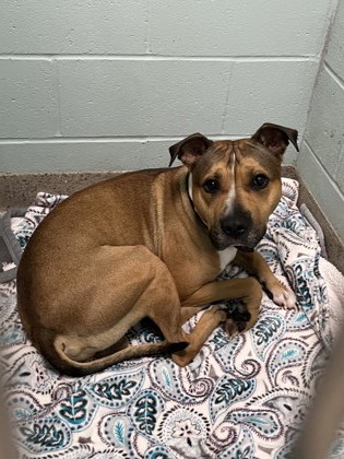 View Symba the Dog Photo #2