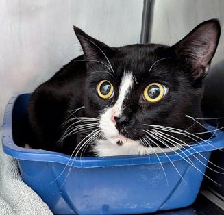 View Spunion the Cat Photo #1