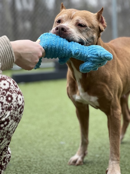 View Arizona the Dog Photo #2