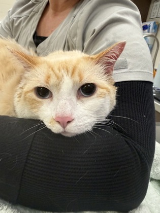 View Bronzie the Cat Photo #1