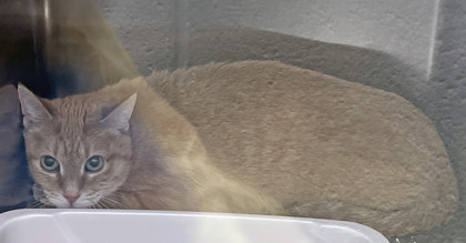 View Mimi the Cat Photo #1