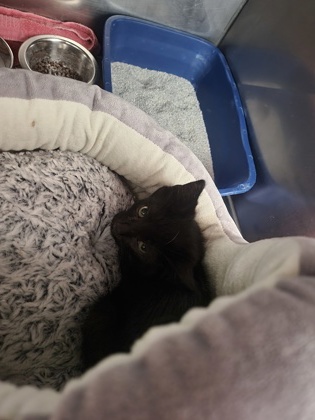 Help Rehome This Cat Cat